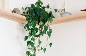 Delivered fast and safely australia wide. 8 Super Cute Indoor Plants To Buy Now Urban List Brisbane