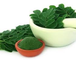 Cara mudah mengolah daun kelor jadi teh, jangan keliru agar nutrisi tidak hilang! Bagaimana Penggunaan Dan Cara Mengolah Daun Kelor Untuk Kanker