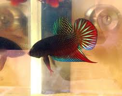 In the wild, betta fish only come in greens, browns, and greys, only changing colors when agitated rosetail and feathertail bettas are a recent development in betta tail types that have resulted from. If You Are Looking For Any Type Of Wild Betta Aquariacentral Com