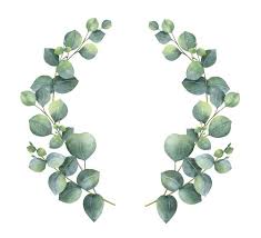 Watercolor Vector Wreath With Silver Dollar Eucaly Dollar Watercolorvectorwreathwithsilve Wreath Illustration Wreath Watercolor Silver Dollar Eucalyptus