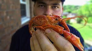 Estos pequeños mariscos, ya sean de mar o de río, son muy sabrosos y ofrecen un sabor único a cualquiera de tus platos poner a cocinar los cangrejos vivos?? Cangrejo De Rio Estilo Louisiana La Capital Youtube