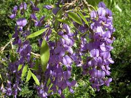 Image result for Bolusanthus speciosus