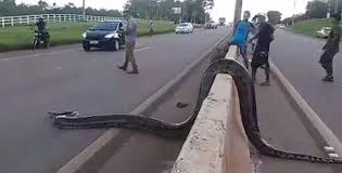 Sesuai namanya, ular yang bernama latin apodora papuana ini memang ditemukan di papua. Heboh Video Ular Anaconda Besar Menyeberang Jalan Berita Viral