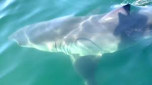 We did not find results for: Great White Shark Swims Under Family S Boat On Cape Cod Cnn Video