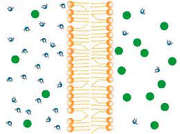 If a plant cell is surrounded by a solution that contains a lower concentration of water molecules than the solution inside the plant cell, water will leave the cell by osmosis and the plant cell will become flaccid (soft). Best Osmosis Gifs Gfycat