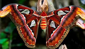 3 Espectaculares Tipos De Mariposas Todo Un Mundo De Insectos