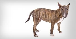 Image result for bulteriér