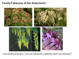 Image result for Fabaceae subfamily Mimosoideae