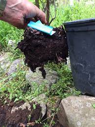 There are, of course, many examples of such plants, so you will want to narrow down your choices. Azalea Small Root Ball In Pot Walter Reeves The Georgia Gardener