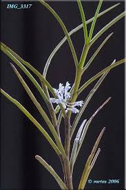 Image result for Centrostigma