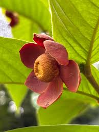 Image result for Uvaria