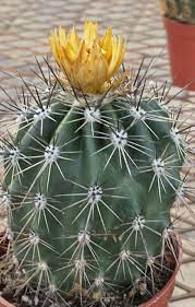 As a general rule, you can assume that most indoor cacti should be watered once a week. Strawflower Cactus Www Starnursery Com Cacti And Succulents Cactus And Succulents Garden Center