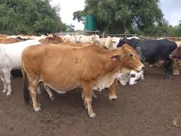 Take a look around at what's for sale at ki cattle company! Ictin Agriculture On Twitter Denis Heath Streak Annual Cattle Sale Robins Farm Turk Mine Monday 30th March 150 Braham 30 Brahman Breeding Cows 20 Charbray Breeding Cows 70 Long Weaner Feeder Steers 20 Slaughter