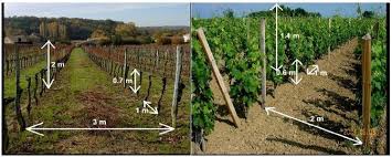 Un arbuste grimpant aux fruits savoureux et aux fleurs et feuilles décoratives. Planter Vigne Quand Comment Ou Couts Plantation Et Methodes