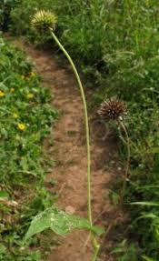 Image result for Aspilia helianthoides