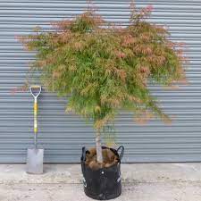 Acer palmatum dissectum 'baldsmith' dwarf baldsmith weeping japanese maple. Acer Palmatum Dissectum Baldsmith Japanese Maple Tree