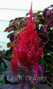 Celosia 2018 Plant Pictures Plant Identification Planting Flowers