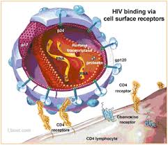 Until recently, understanding the role of ccr5 in supporting the antiviral immune response was ccr5δ32 allele on the response to influenza viruses. More On Curing Hiv Cutting Edge Approaches That Could Stop The Virus