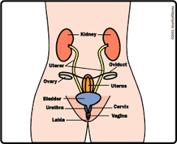 Image result for female sex organ