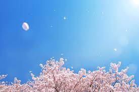 春の青空に舞い散る桜吹雪」の画像・写真素材を無料ダウンロード（1）背景フリー素材 BEIZ images