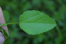 Image result for Sida spinosa