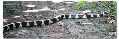 Black friday specials on home appliances. Common Kingsnake Lampropeltis Getula Desertusa