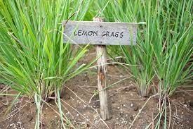 Lemongrass is a sweet pungent, citrusy plant often used in asian cooking. Growing Planting Lemongrass General Planting Growing Tips