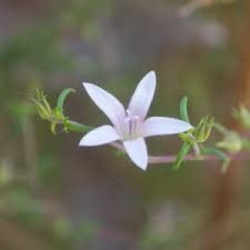 Image result for Wahlenbergia huttonii