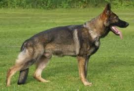 Aug 12, 2021 · silver sable longcoat. 13 Most Popular German Shepherd Colors Animal Corner