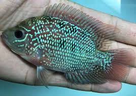Pin On Flowerhorn Louhan