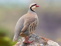 Maybe you would like to learn more about one of these? Chukar Alectoris Chukar Birds Of The World