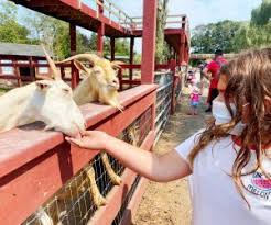 Maybe you would like to learn more about one of these? See Animals Up Close At Connecticut Farms And Petting Zoos Mommypoppins Things To Do In Connecticut With Kids