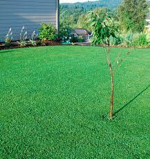 Micro clover (sometimes spelled as microclover) is a small variety of white clover well worth consideration for spring lawn renovation. Pin On Backyard Ideas Useful And Creative Ways
