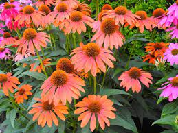 Coneflower Varieties Beyond The Purple Echinacea Flowers Perennials Outdoor Gardens