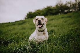 If you decide to cancel your adoption appointment, please contact us at least one hour before. How To Adopt A Dog In Maryland The Dog People By Rover Com