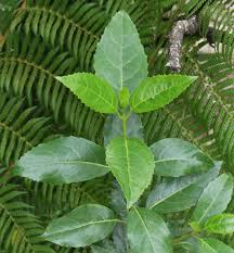 Image result for Monimiaceae