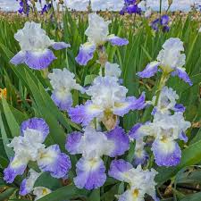 Image result for Crepidomanes clarenceanum