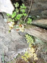 Image result for Samanea leptophylla