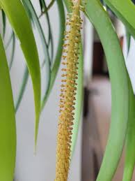 Image result for Oberonia