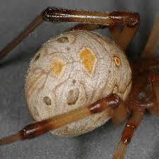Are black widow spiders aggressive? How To Identify Brown Widow Spiders Center For Invasive Species Research