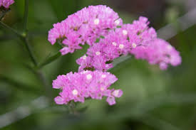 Image result for Limeum viscosum