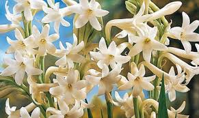 Pin On Flowers