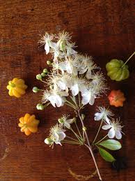 Paraguayan Cherry Eugenia Uniflora Nanga Piri In Guarani Language