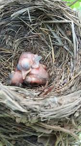 Pin By Selma Sancar On Oiseaux Bird Nest Bird Feathers Birds