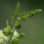 Image result for Tragia brevipes-benthamii-okanyu