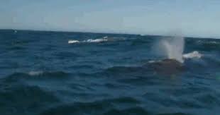 Image result for unicorn fart porn