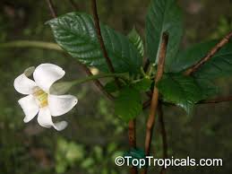Image result for Turbina longiflora