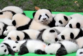 To initiate the organization procedure, take an inventory of whatever you have in your garage. See 23 Baby Pandas Make Their World Debut In China Teen Vogue