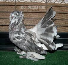 Fantasy Grizzle Hen Pigeon Breeds Pigeon Pictures Fantail Pigeon