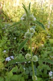 Image result for Hyptis